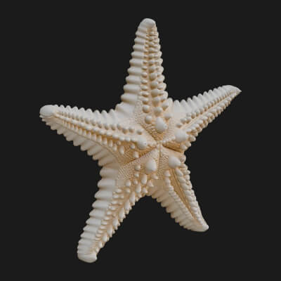 Starfish Statue Design 4 3D Print Model