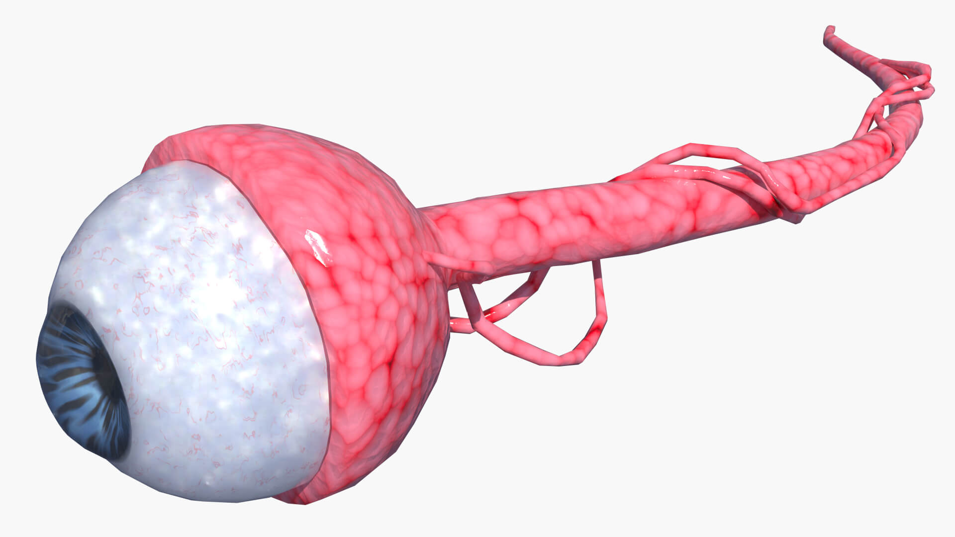 Lowpoly Human Eye 3D Model