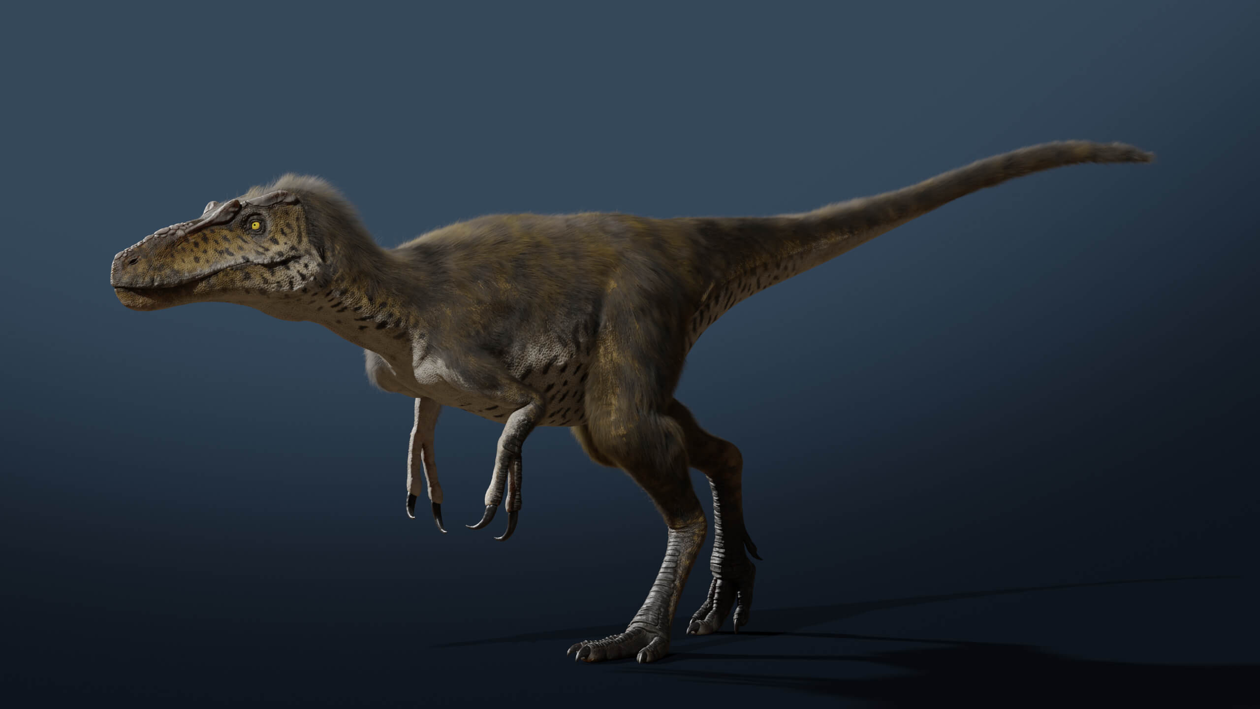 Nanotyrannus Rig 3D Model