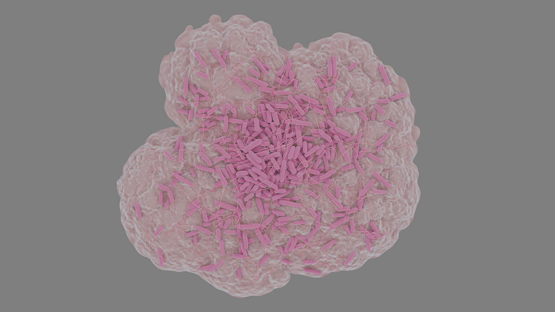E. coli Bacteria on Epithelial Tissue 3D Model