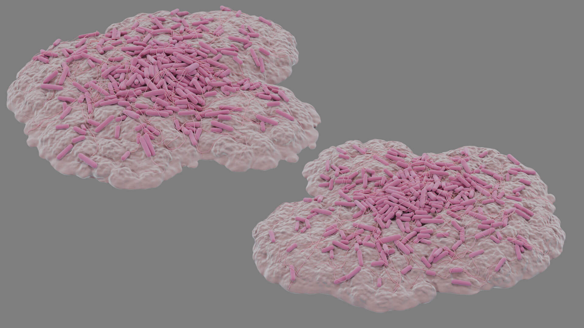 E. coli Bacteria on Epithelial Tissue 3D Model