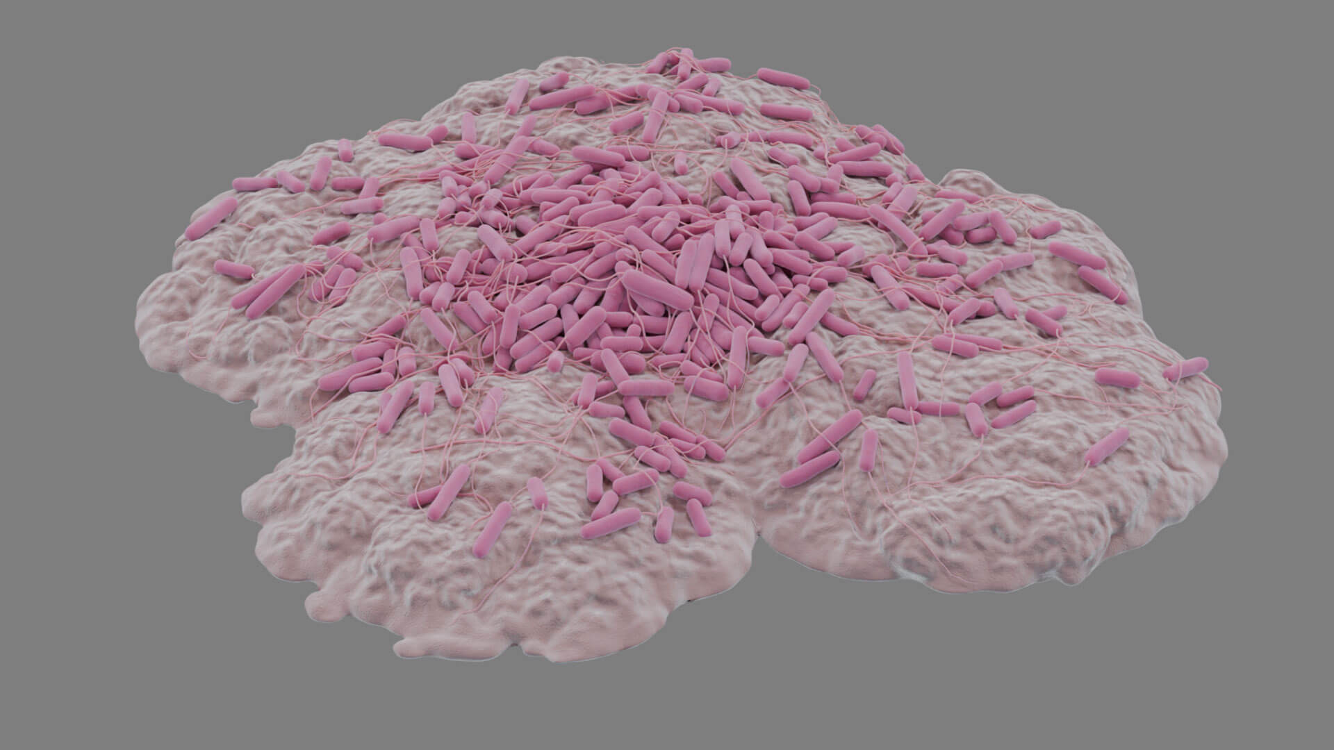 E. coli Bacteria on Epithelial Tissue 3D Model