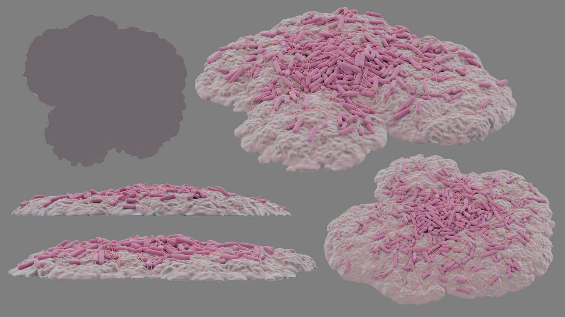 E. coli Bacteria on Epithelial Tissue 3D Model