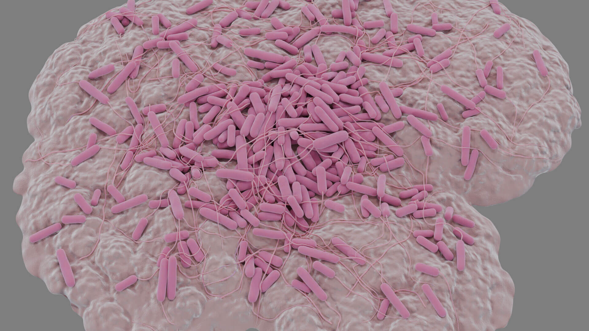 E. coli Bacteria on Epithelial Tissue 3D Model