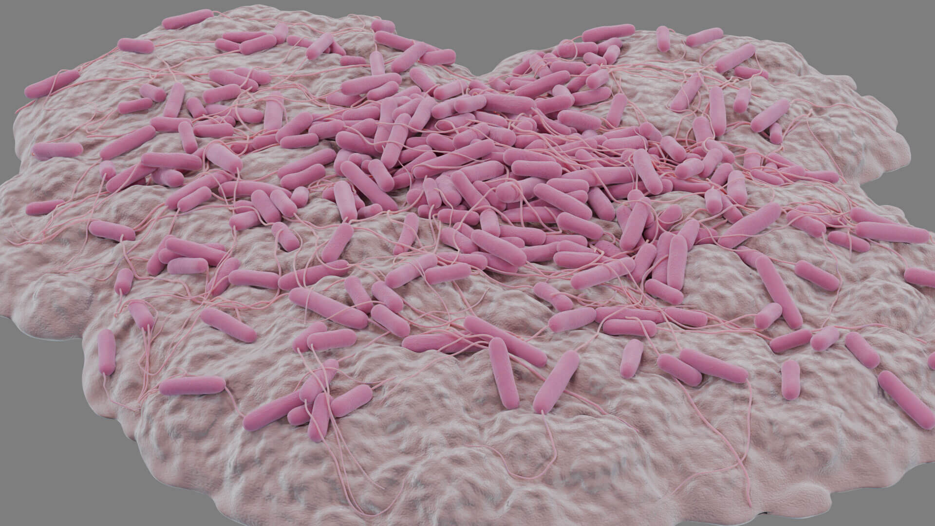 E. coli Bacteria on Epithelial Tissue 3D Model