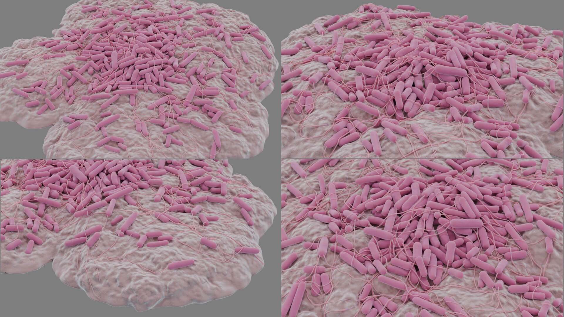 E. coli Bacteria on Epithelial Tissue 3D Model