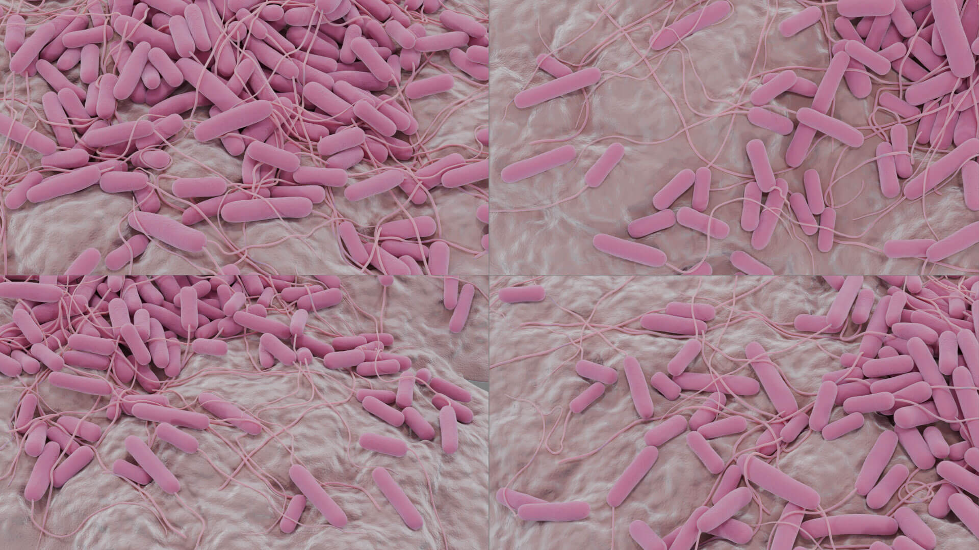 E. coli Bacteria on Epithelial Tissue 3D Model