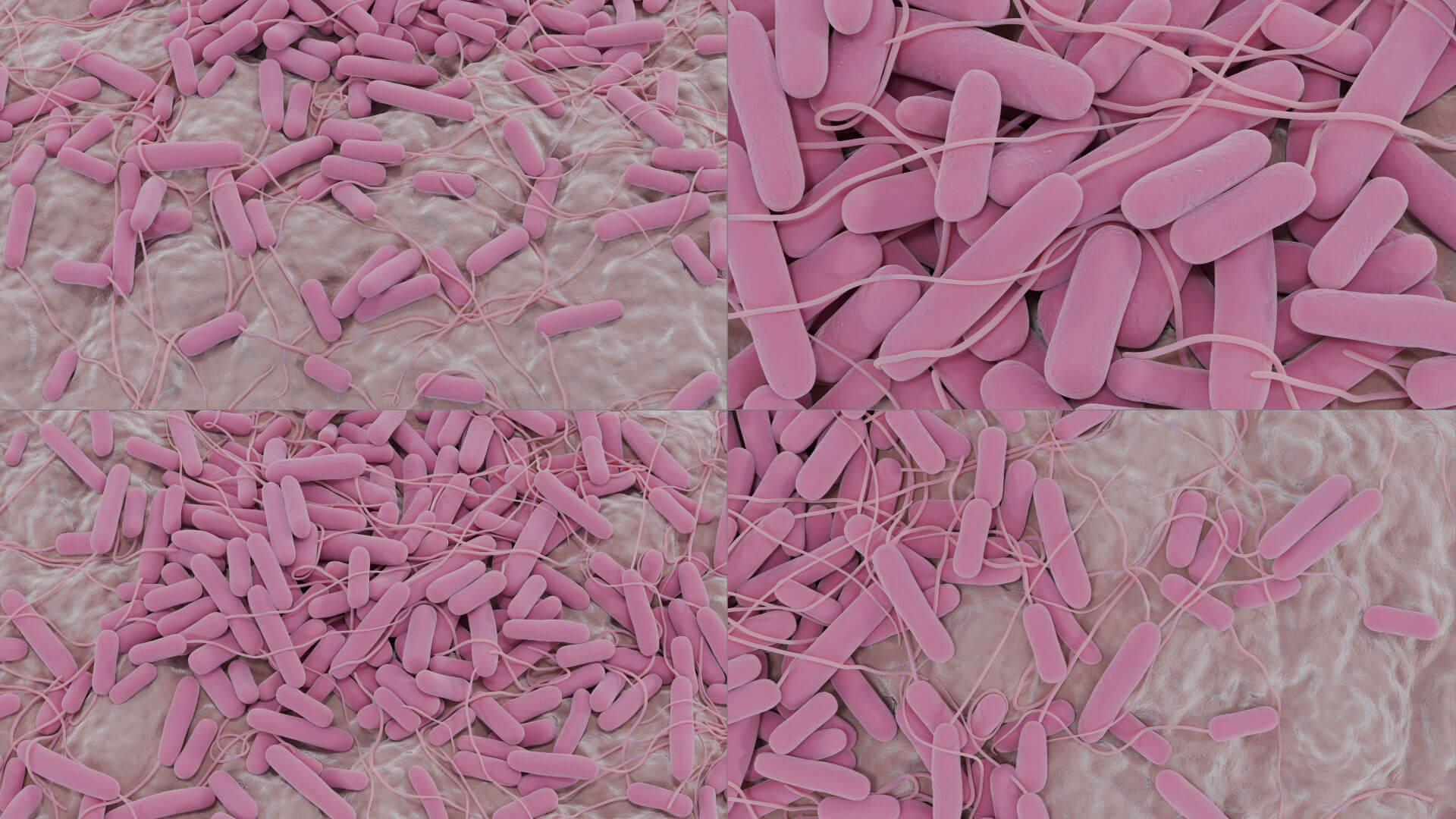 E. coli Bacteria on Epithelial Tissue 3D Model