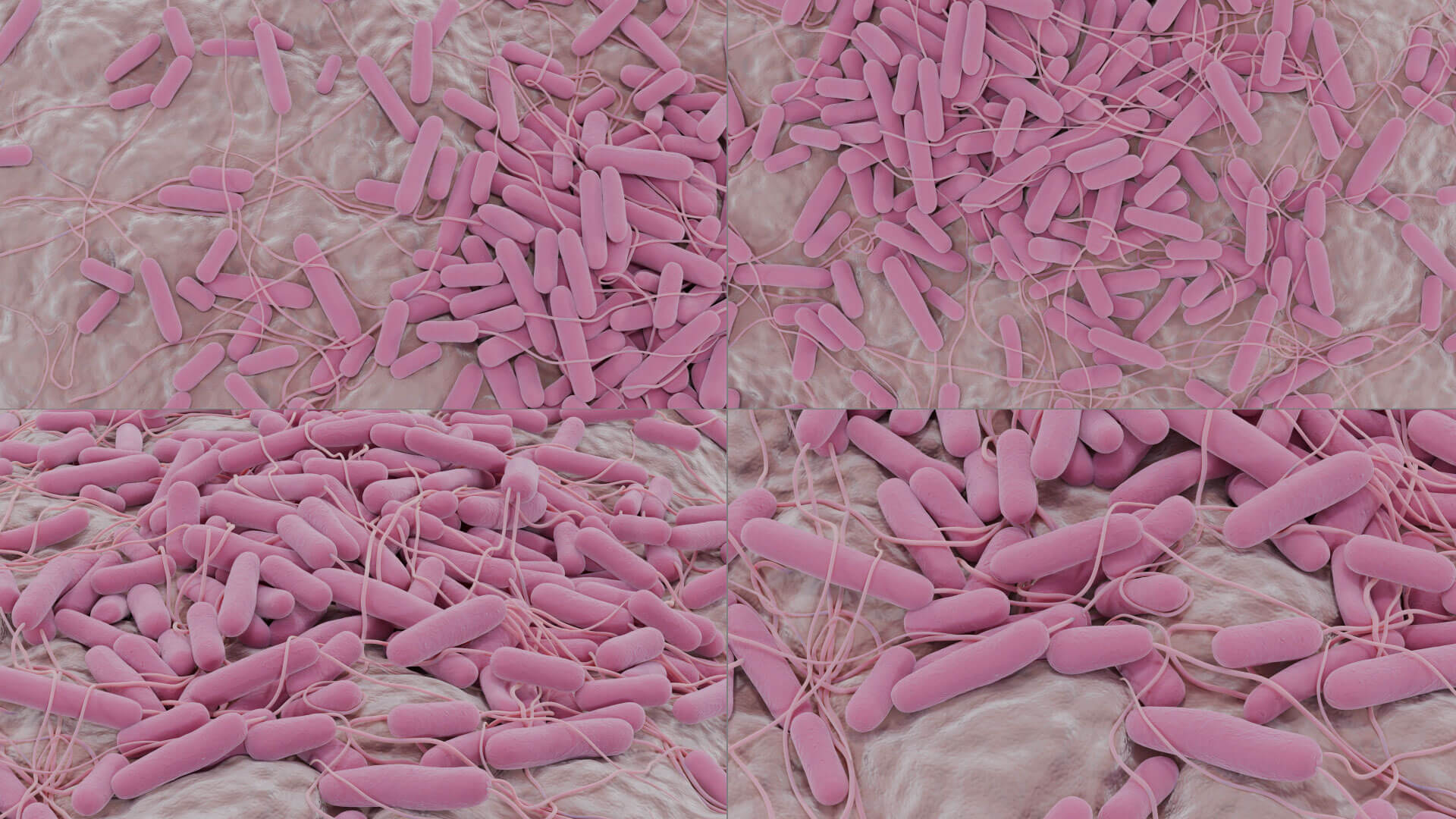 E. coli Bacteria on Epithelial Tissue 3D Model