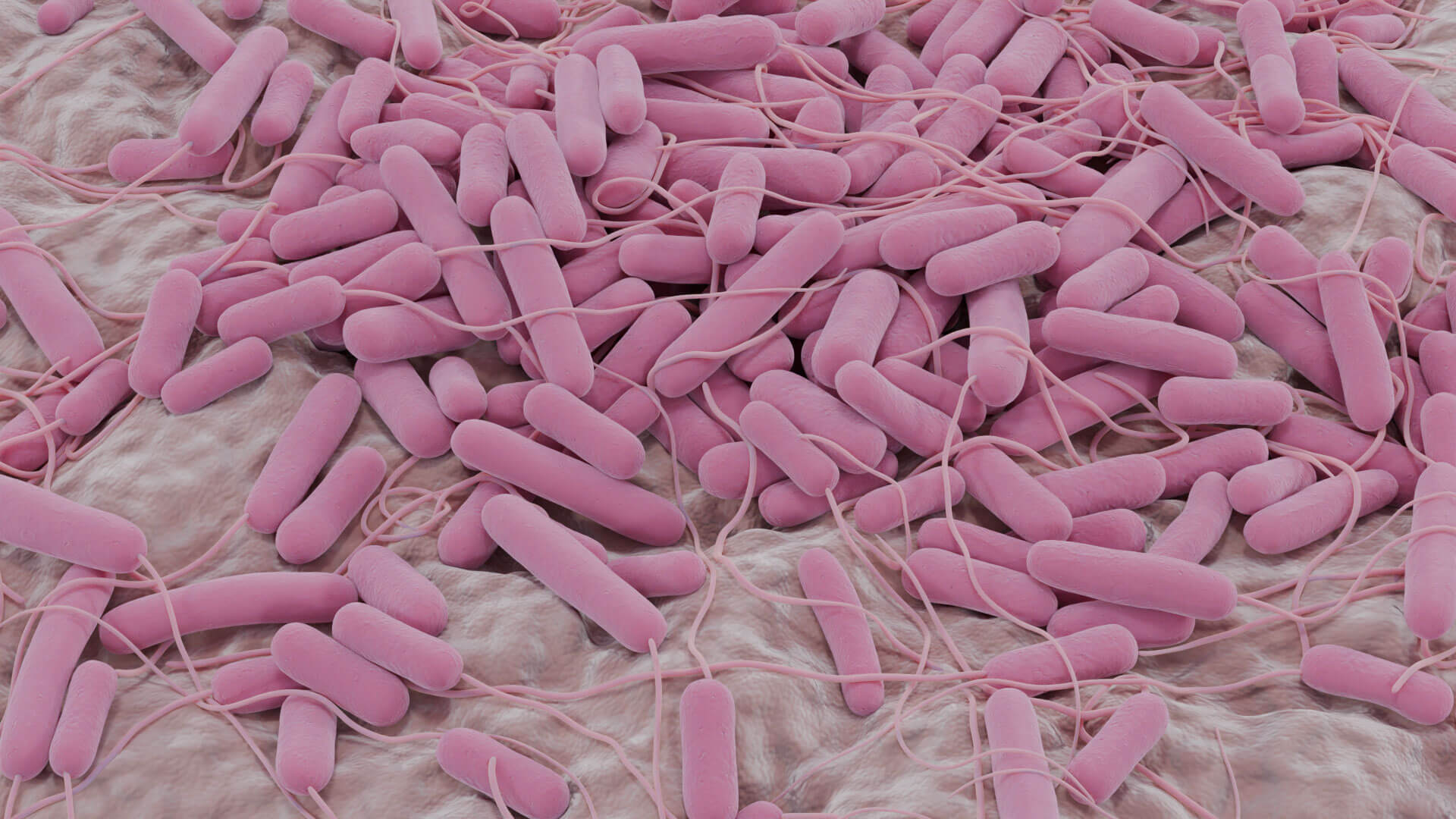 E. coli Bacteria on Epithelial Tissue 3D Model