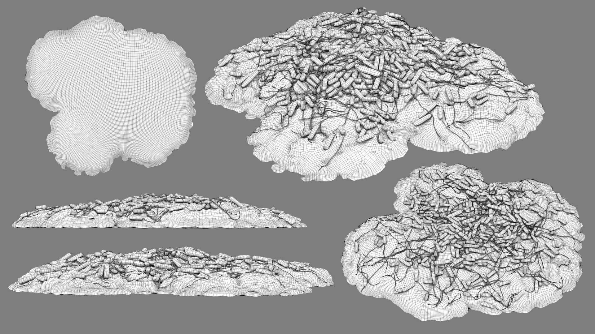 E. coli Bacteria on Epithelial Tissue 3D Model