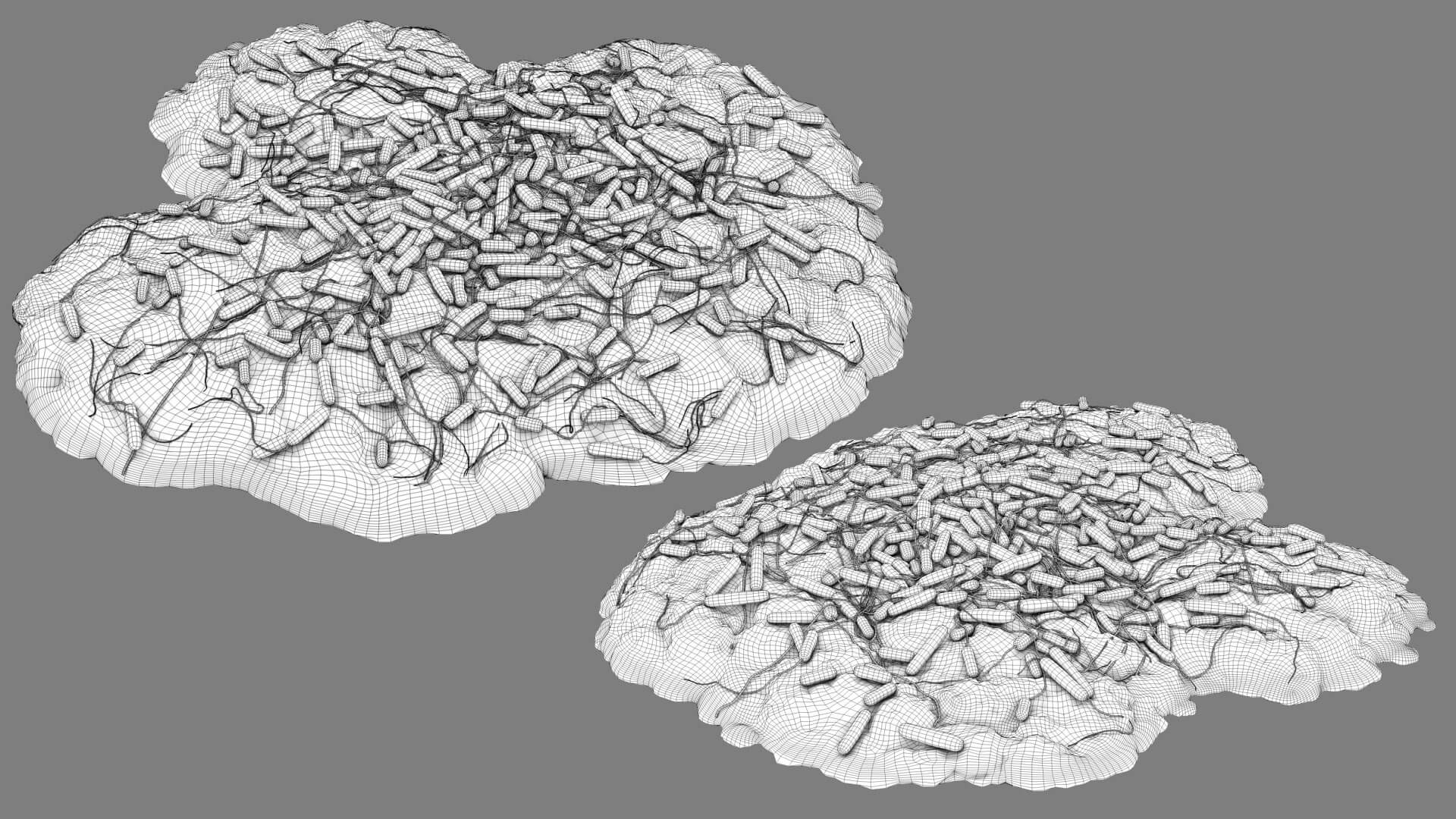 E. coli Bacteria on Epithelial Tissue 3D Model