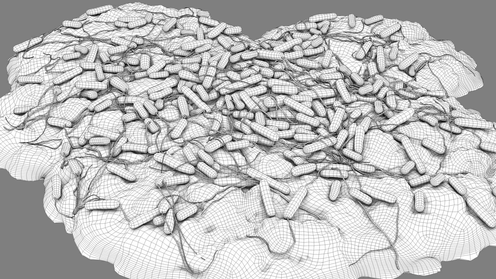 E. coli Bacteria on Epithelial Tissue 3D Model