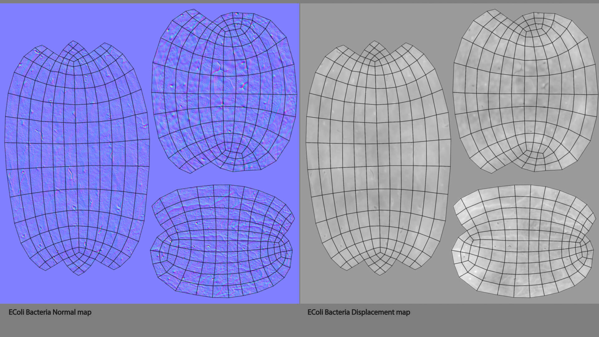 E. coli Bacteria on Epithelial Tissue 3D Model