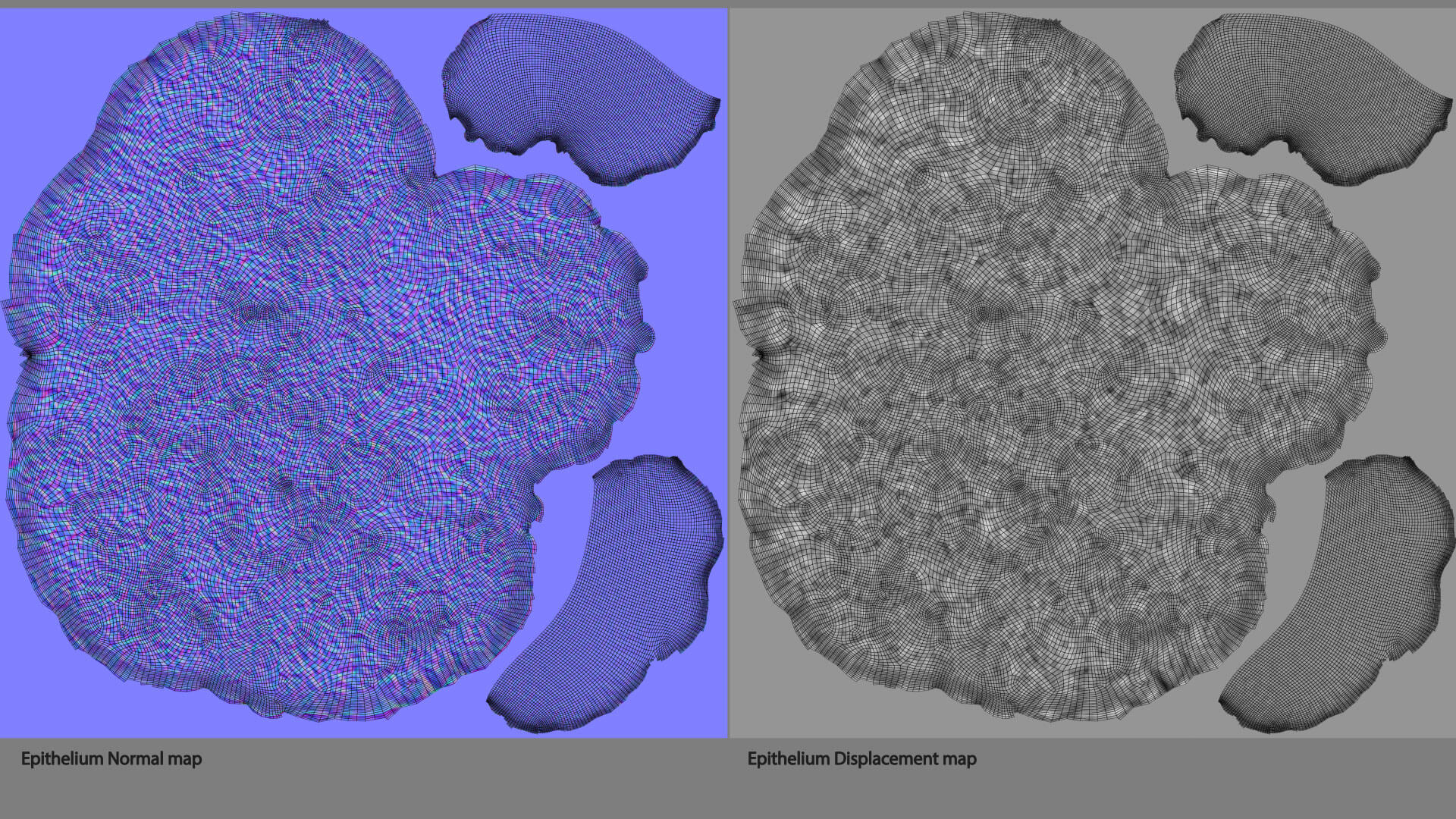 E. coli Bacteria on Epithelial Tissue 3D Model