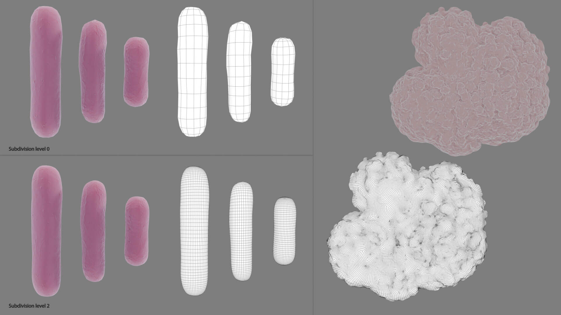 E. coli Bacteria on Epithelial Tissue 3D Model