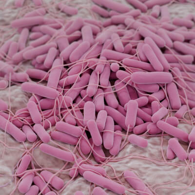 E. coli Bacteria on Epithelial Tissue