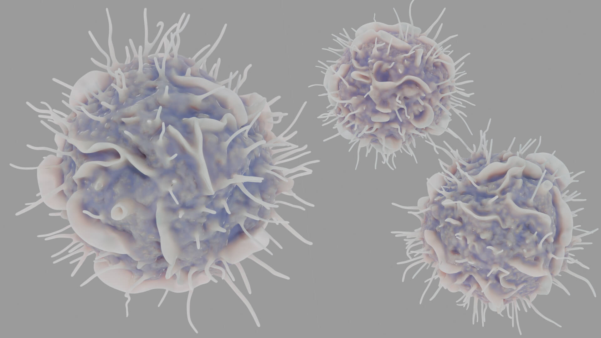 Leukocyte or Dendritic Cell 3D Model