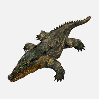 Animated Alligator Crocodile