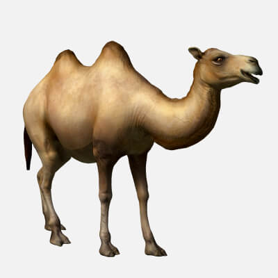 Animated Camel