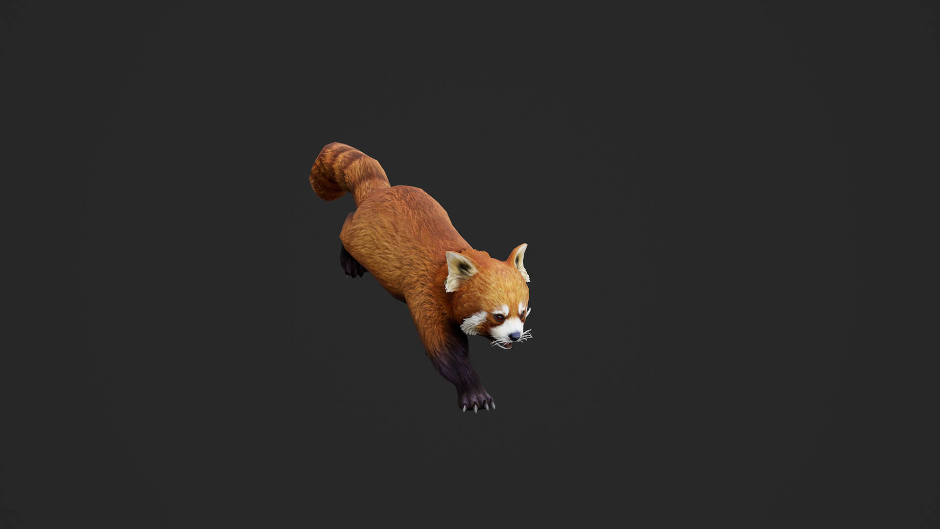 Animated Red Panda Lesser Panda 3D Model