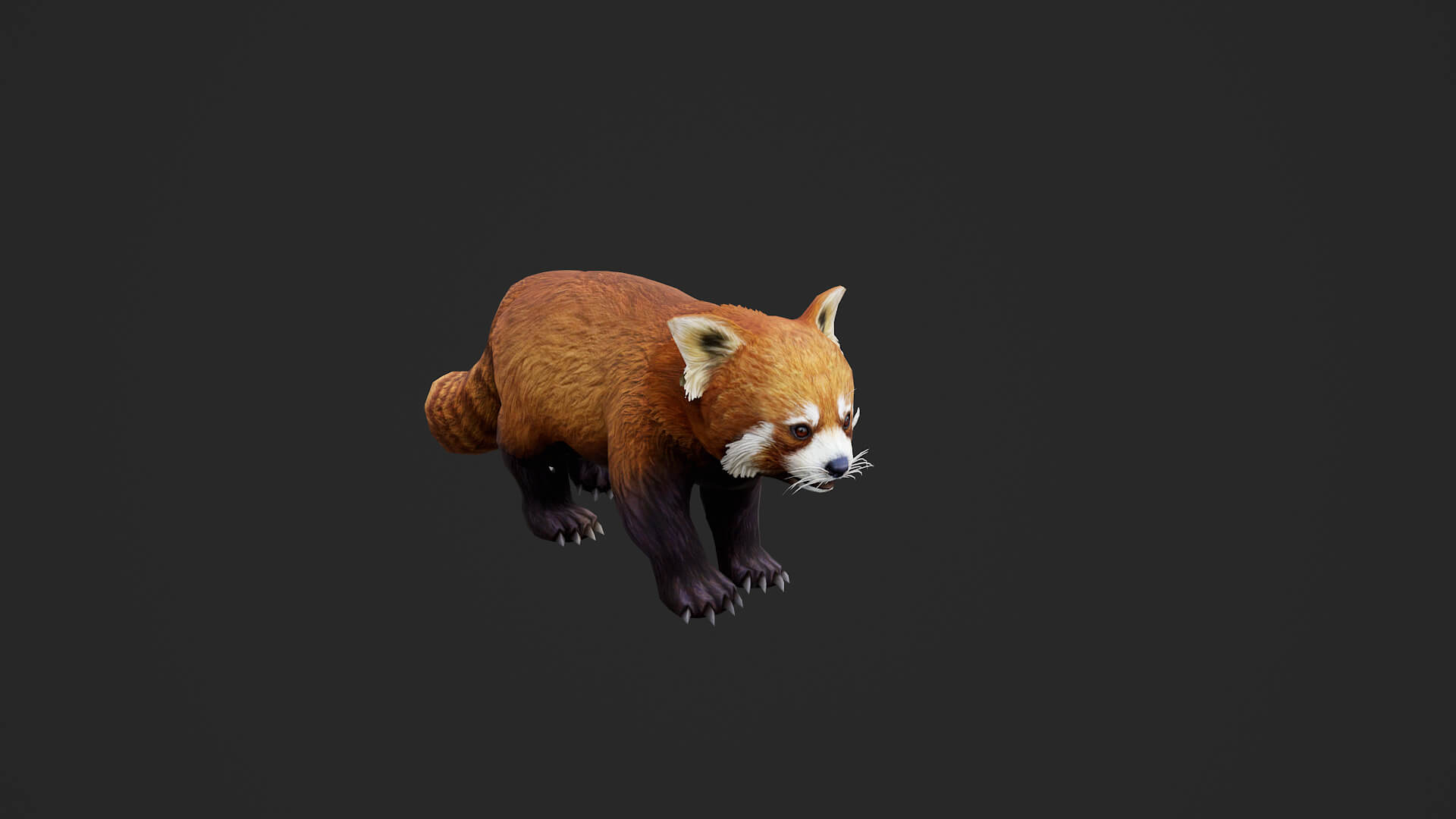 Animated Red Panda Lesser Panda 3D Model