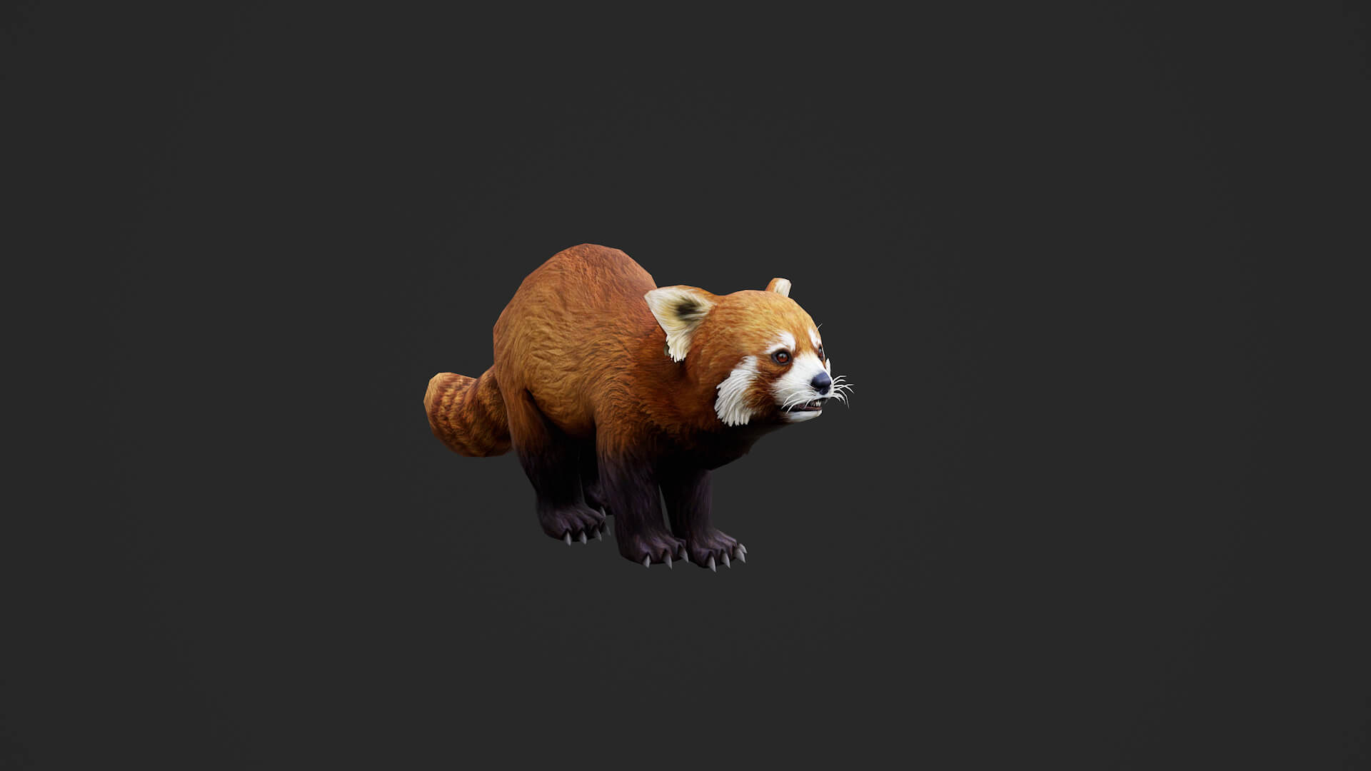 Animated Red Panda Lesser Panda 3D Model