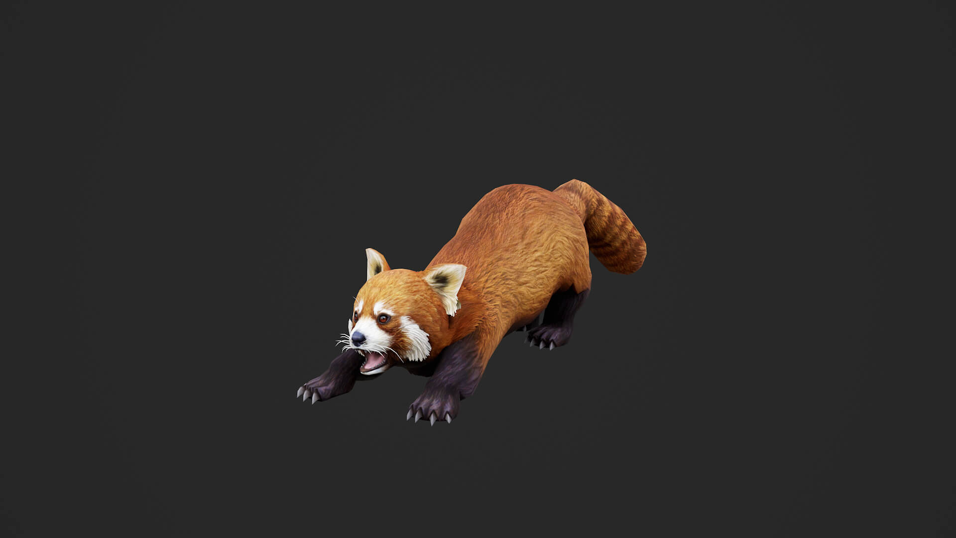 Animated Red Panda Lesser Panda 3D Model