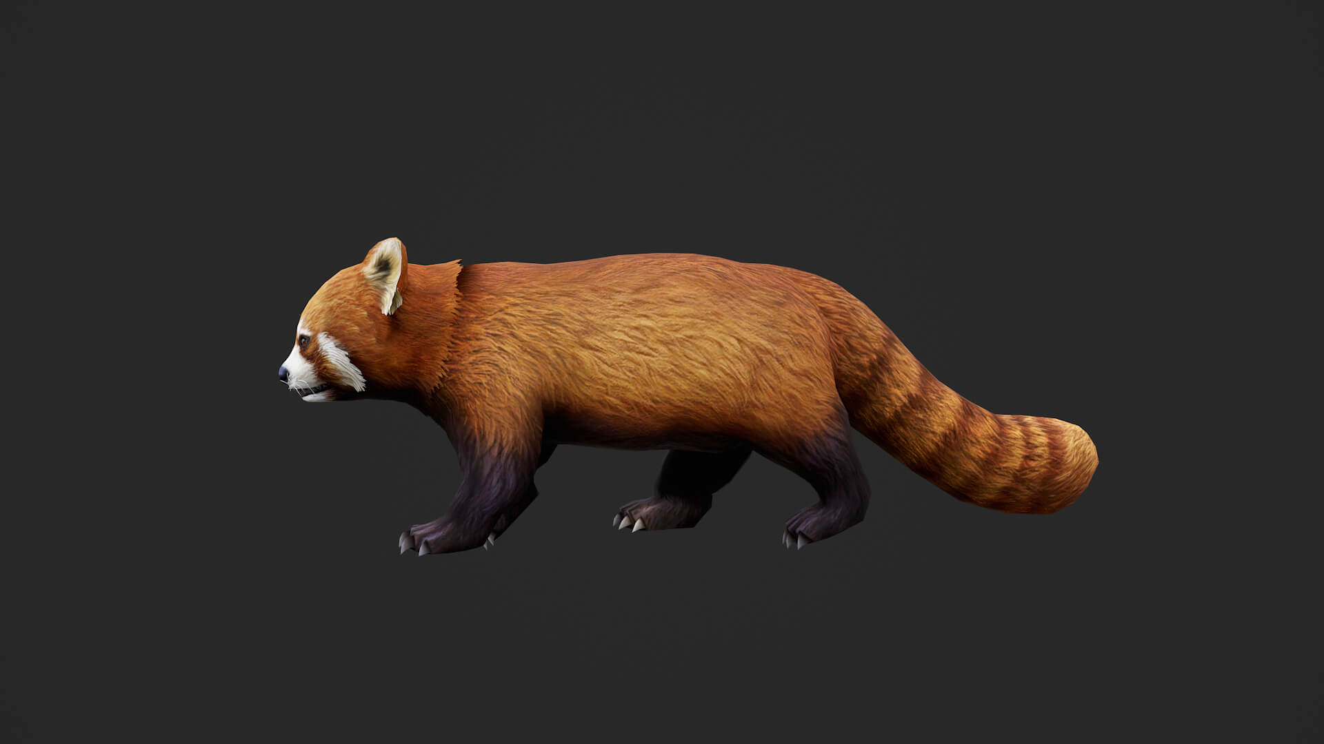 Animated Red Panda Lesser Panda 3D Model