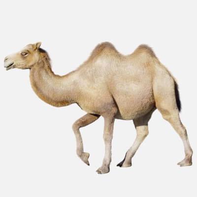 Hair Effect Camel