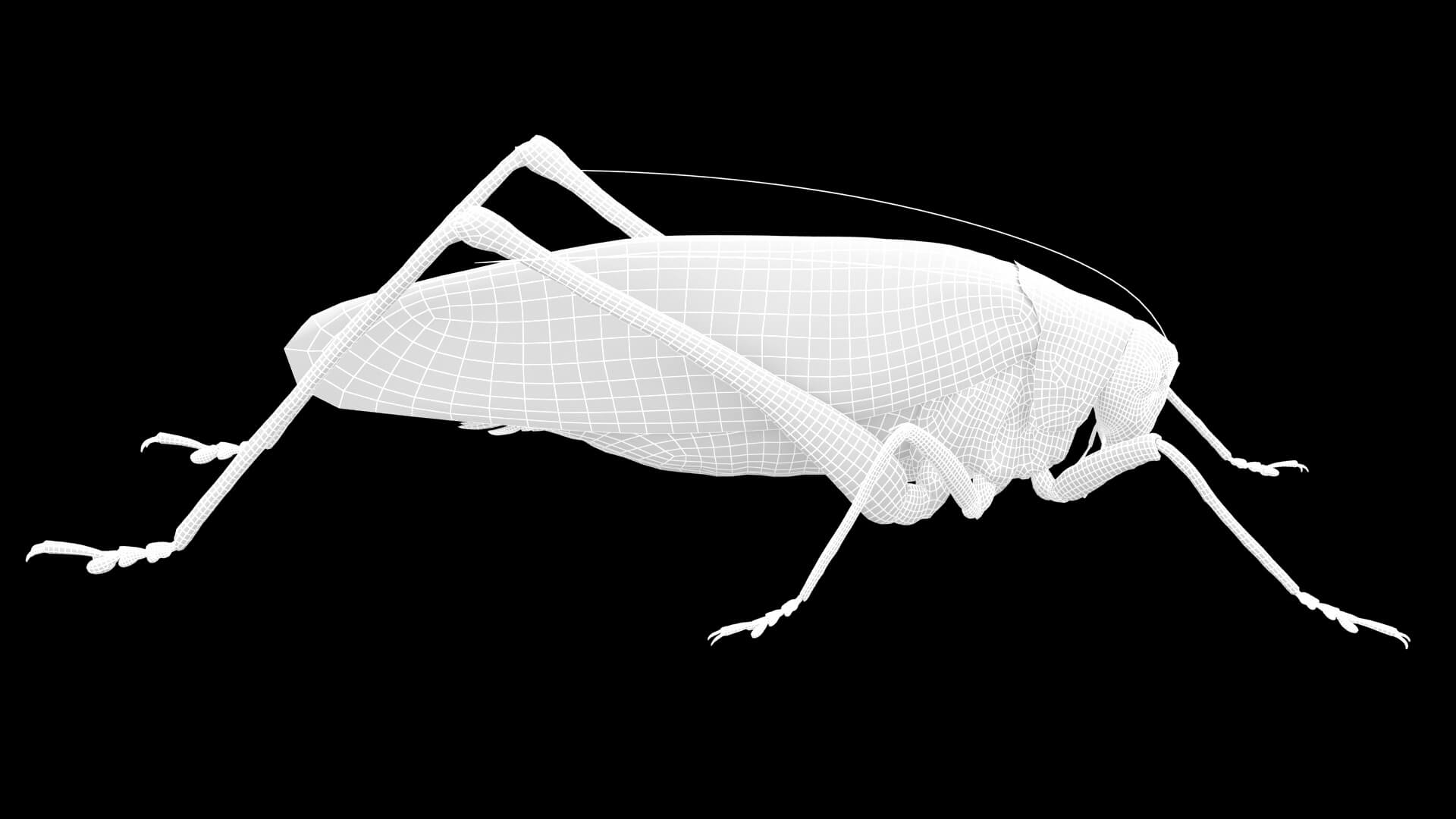 Katydid Grasshopper Mecopoda Elongata 3D Model