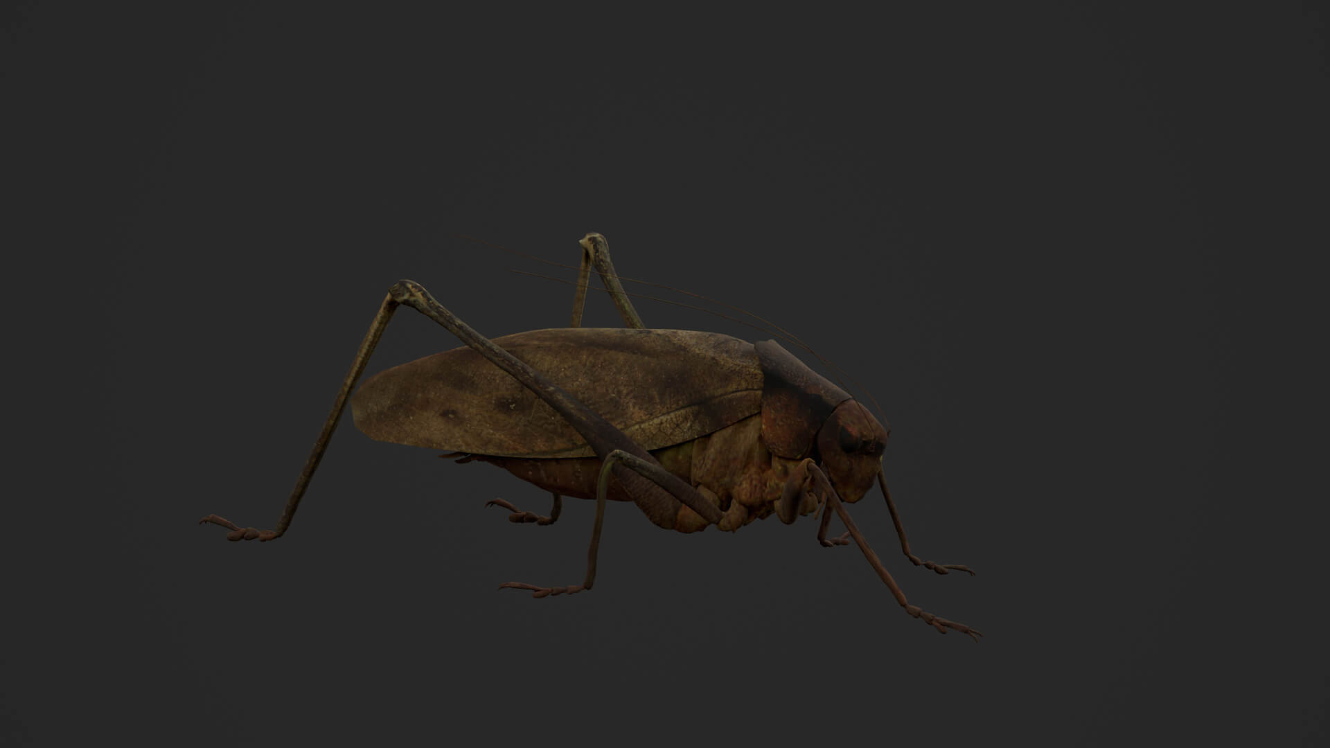 Katydid Grasshopper Mecopoda Elongata 3D Model