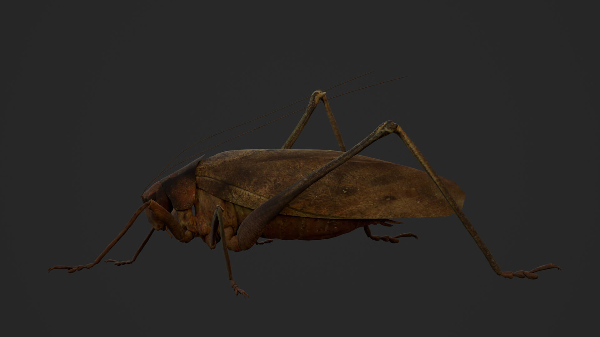 Katydid Grasshopper Mecopoda Elongata 3D Model