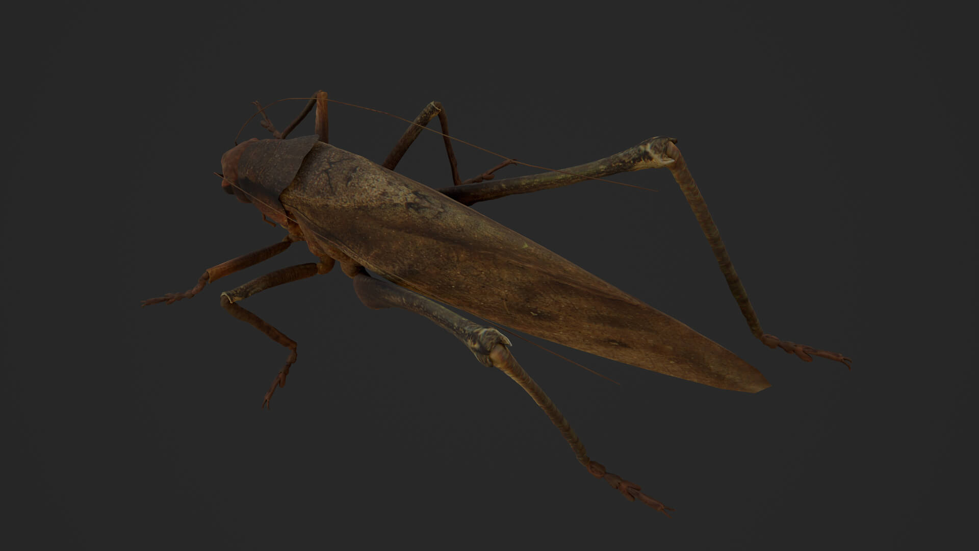 Katydid Grasshopper Mecopoda Elongata 3D Model