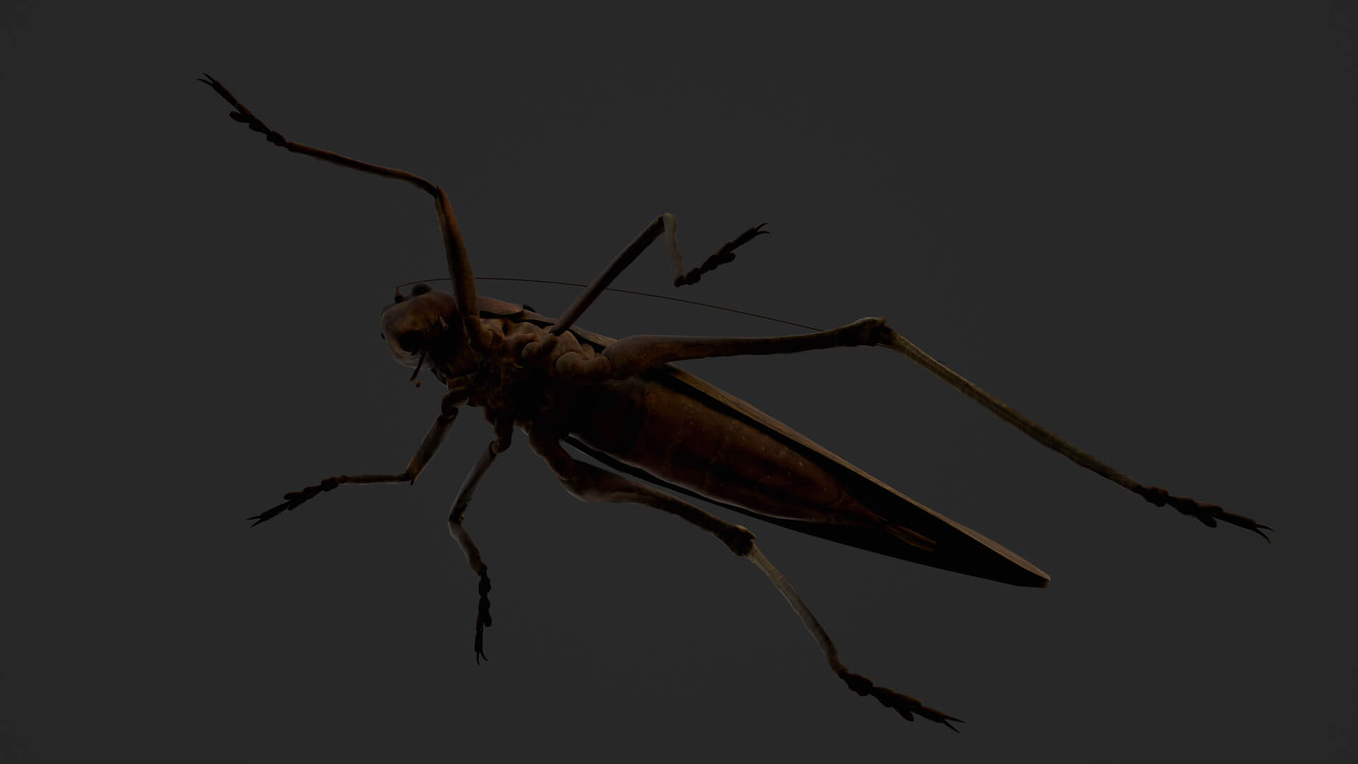 Katydid Grasshopper Mecopoda Elongata 3D Model