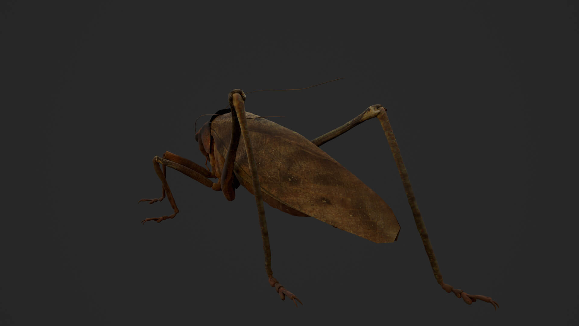 Katydid Grasshopper Mecopoda Elongata 3D Model