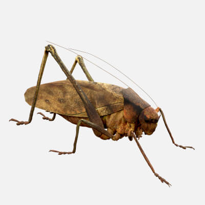 Katydid Grasshopper Mecopoda Elongata