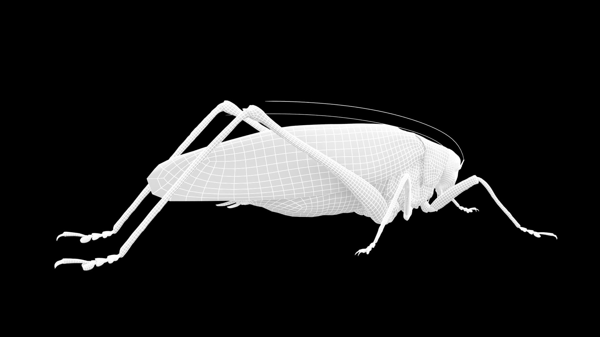Katydid Grasshopper Tapiena Cricket 3D Model