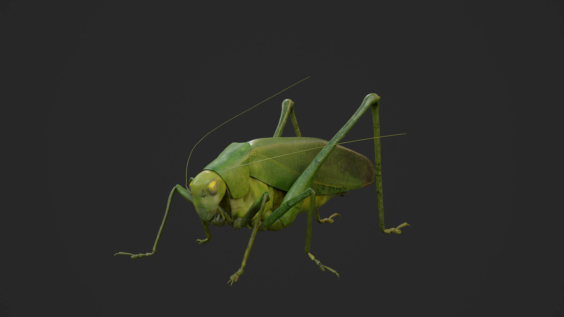 Katydid Grasshopper Tapiena Cricket 3D Model