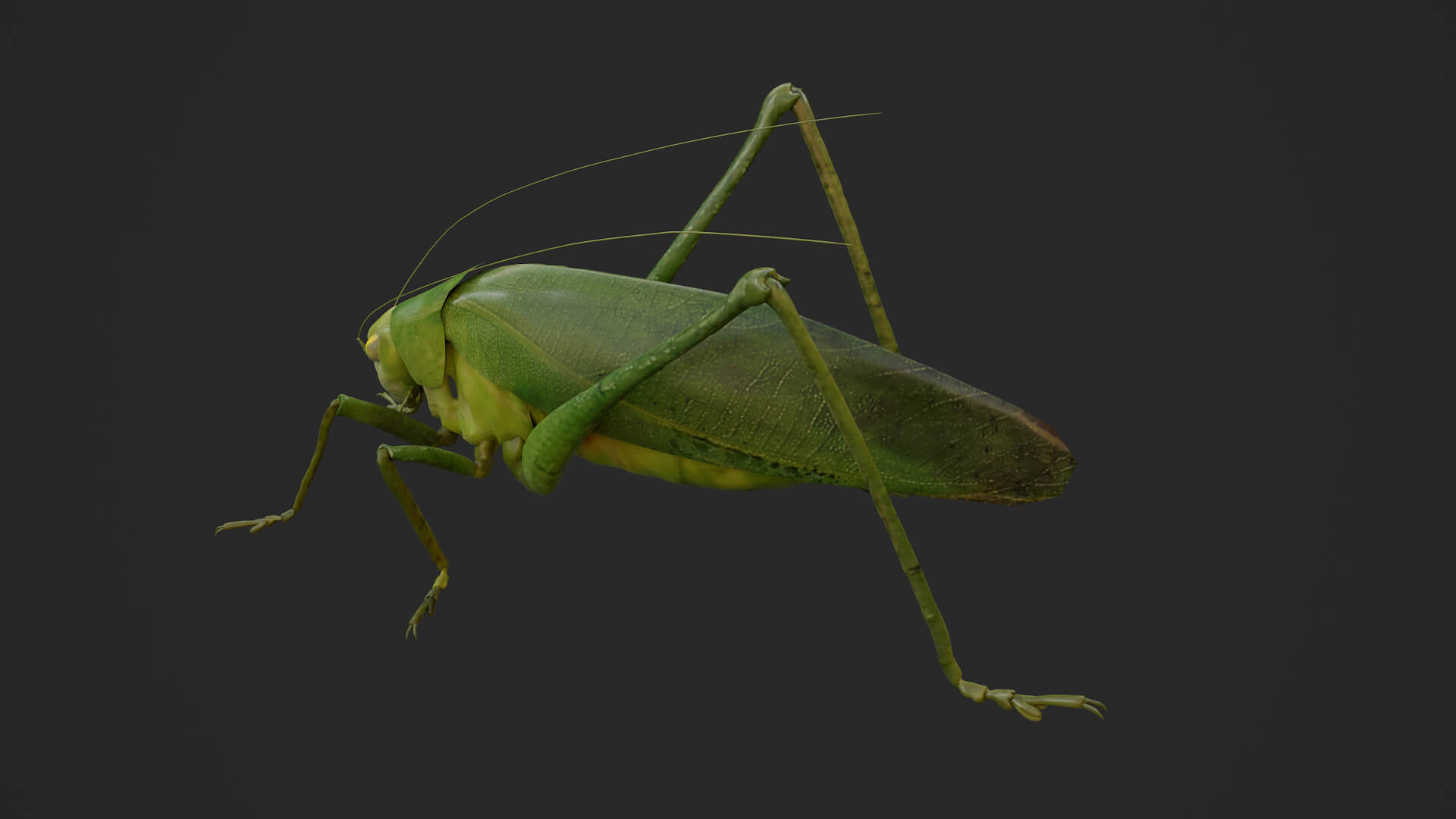 Katydid Grasshopper Tapiena Cricket 3D Model