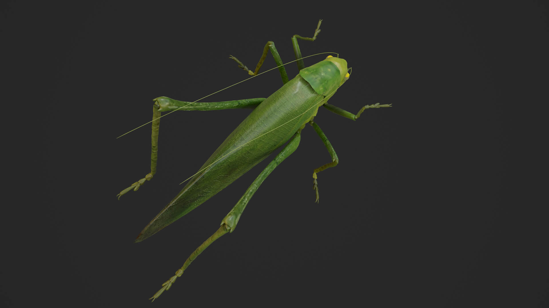 Katydid Grasshopper Tapiena Cricket 3D Model