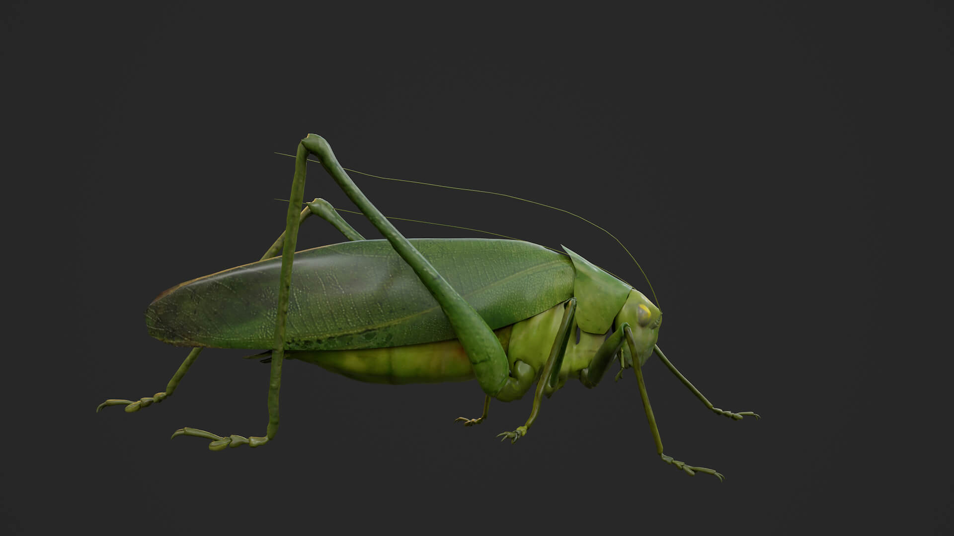 Katydid Grasshopper Tapiena Cricket 3D Model