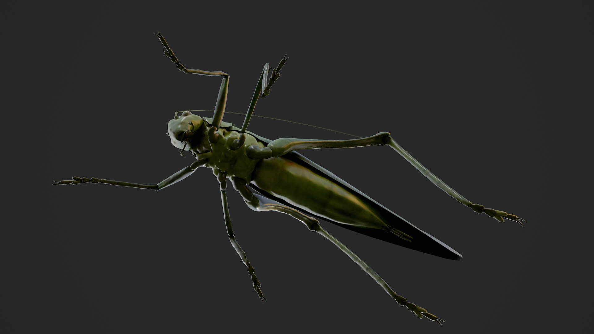 Katydid Grasshopper Tapiena Cricket 3D Model