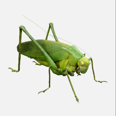 Katydid Grasshopper Tapiena Cricket