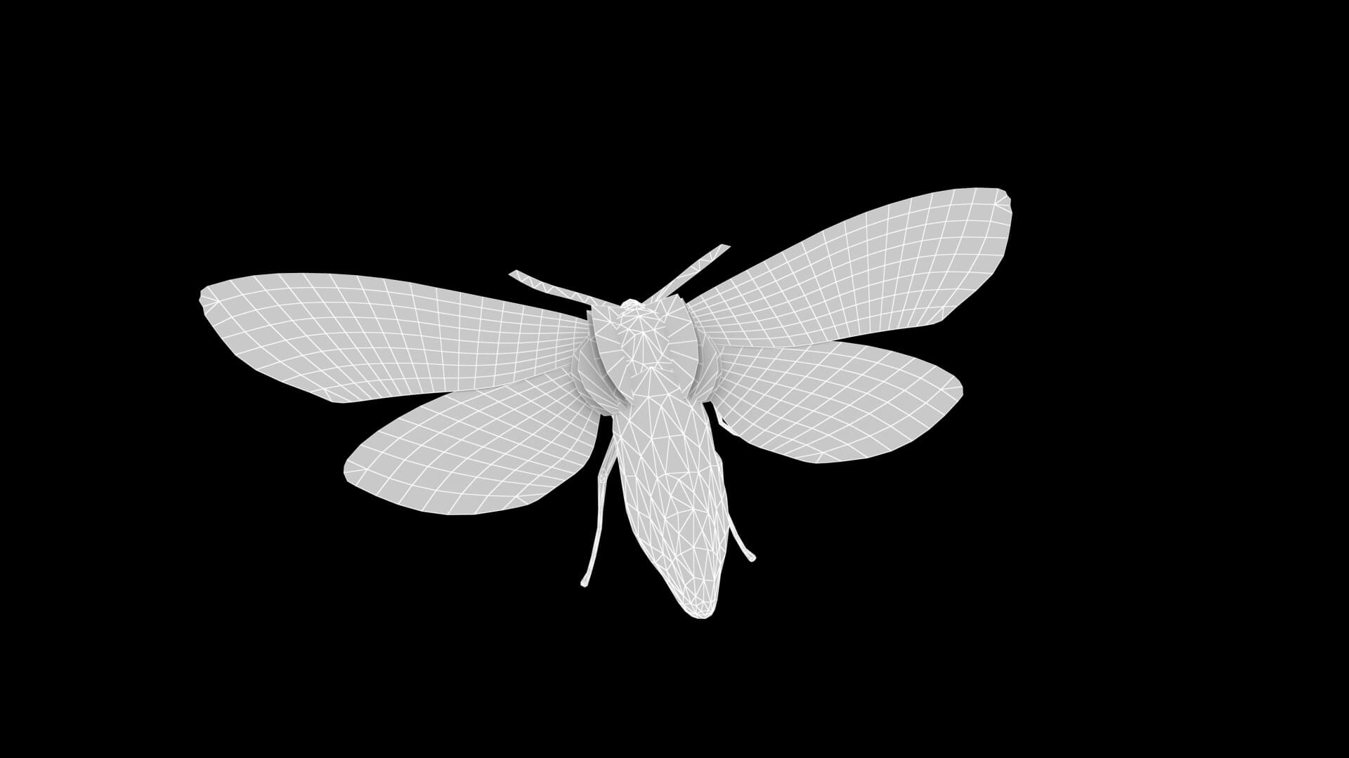 Moth Aglaomorpha Histrio 3D Model