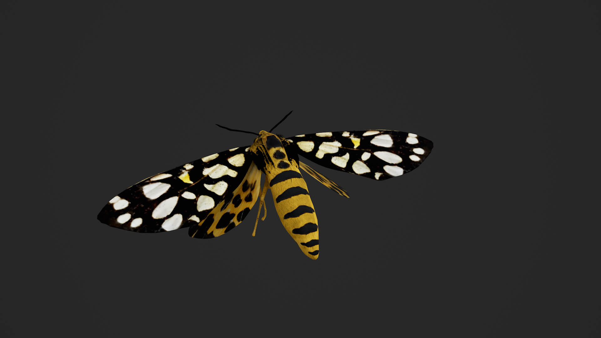 Moth Aglaomorpha Histrio 3D Model