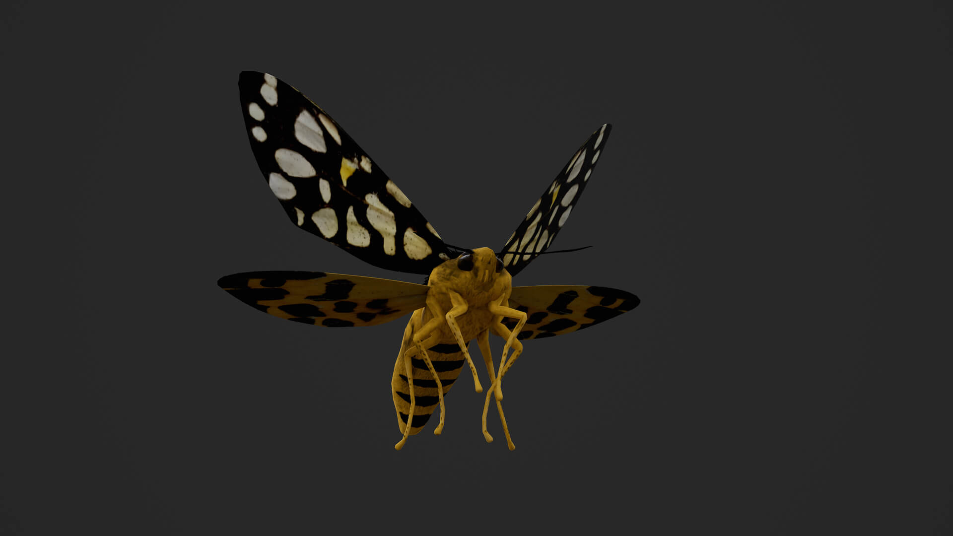 Moth Aglaomorpha Histrio 3D Model