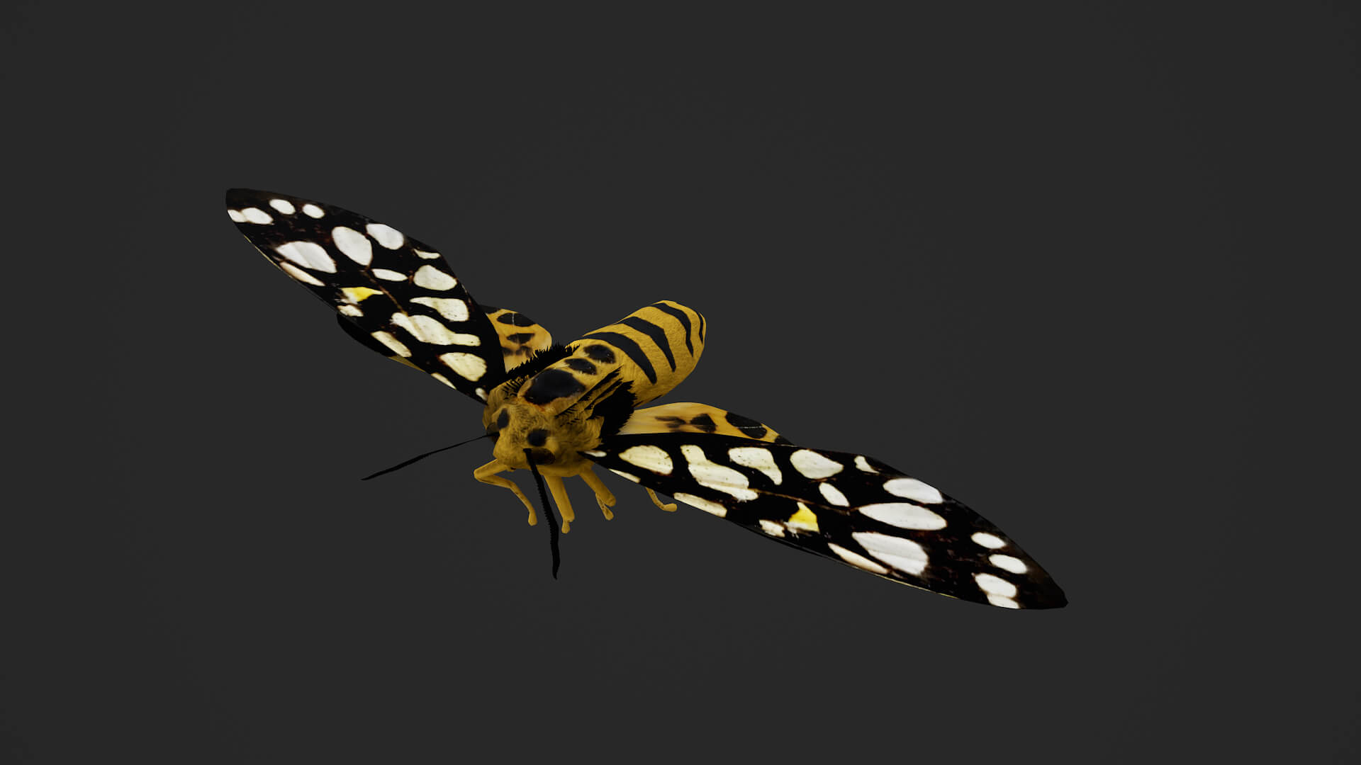 Moth Aglaomorpha Histrio 3D Model
