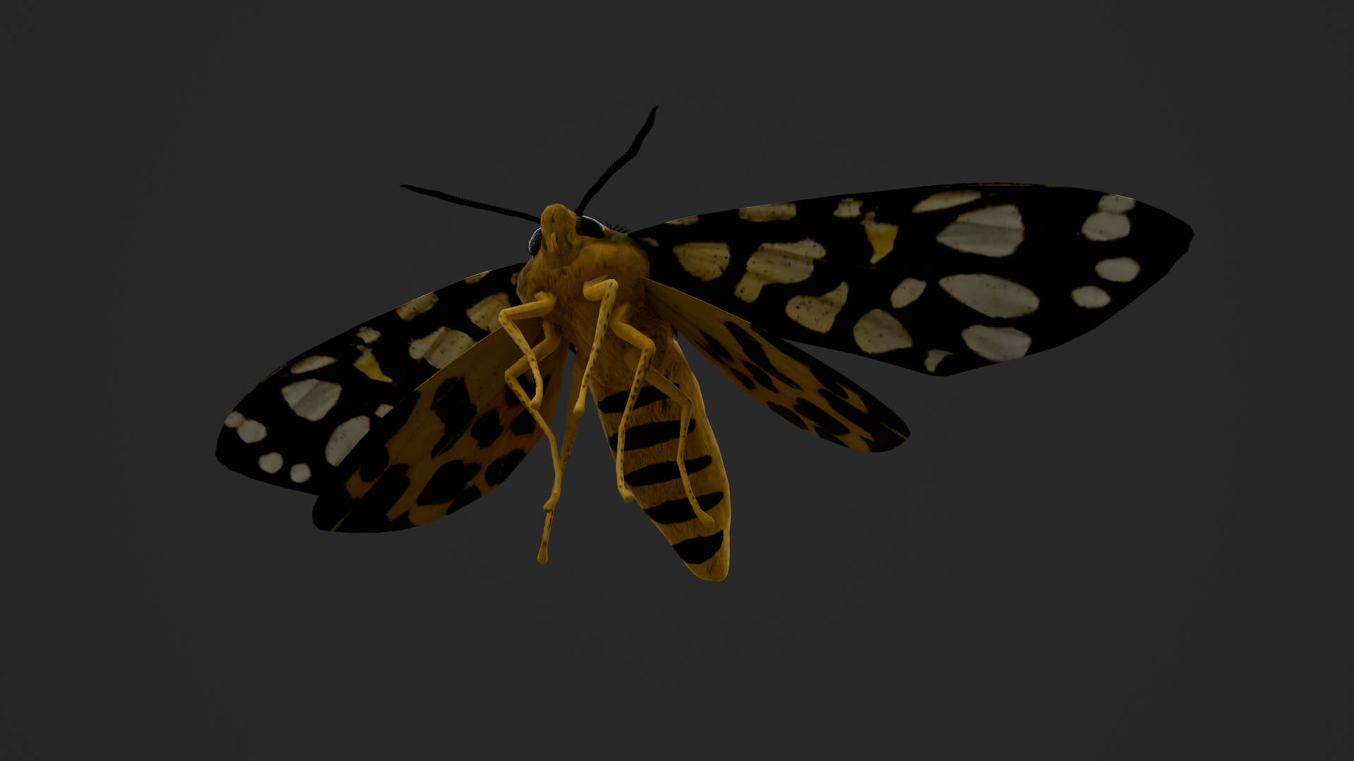 Moth Aglaomorpha Histrio 3D Model