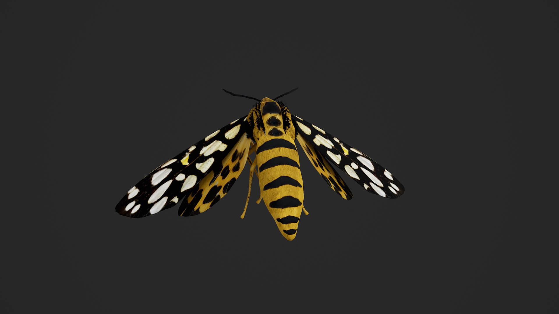 Moth Aglaomorpha Histrio 3D Model